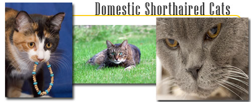 Domestic Shorthairs Info And Games