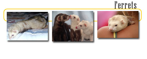 Ferrets - info and games Ferrets - info and games