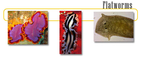 Invertebrate platyhelminthes.