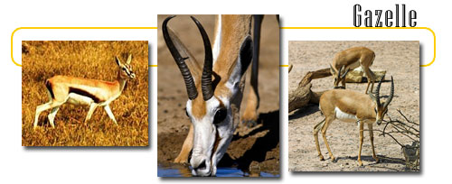 Gazelle - info and games Gazelle - info and games