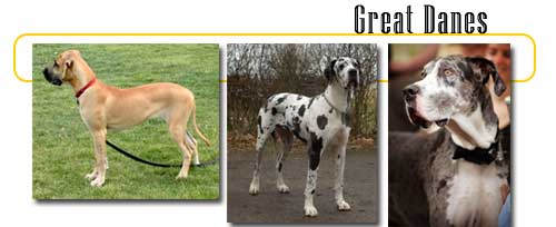 Grecian great sales danes