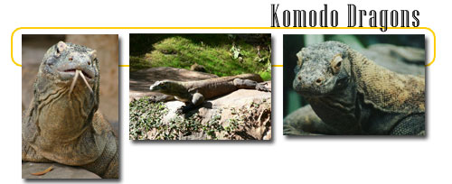 Komodo Dragons --info and games - dangerous and scary animals.