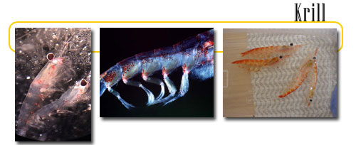 right & left images courtesty of noaa.gov middle image GNU Free Documentation License