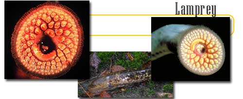 Left Image: This image is in the public domain because it contains materials that originally came from the U.S. National Oceanic and Atmospheric Administration.; Middle Image: Permission is granted to copy, distribute and/or modify this document under the terms of the GNU Free Documentation License, Version 1.2 or any later version published by the Free Software Foundation; with no Invariant Sections, no Front-Cover Texts, and no Back-Cover Texts. A copy of the license is included in the section entitled "GNU Free Documentation License".; Right Image: This image is a work of an Environmental Protection Agency employee, taken or made during the course of an employee's official duties. As works of the U.S. federal government, all EPA images are in the public domain. 