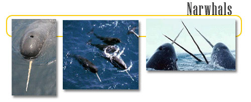 Narwhals - info and games Narwhals - info and games
