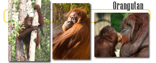 Orangutan - info and games