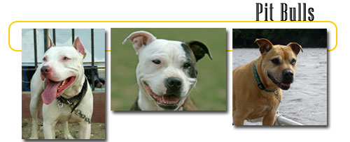 staffordshire bull terrier american pit bull terrier