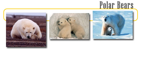Polar Bears --info and games - dangerous and scary animals.