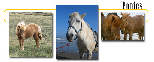 Ponies - info and games Ponies - info and games