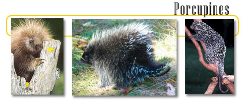 Porcupines have no defence against the quill trade – letting