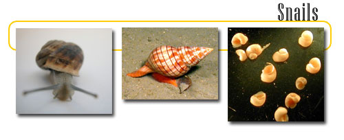 Les sels minéraux - snail-info