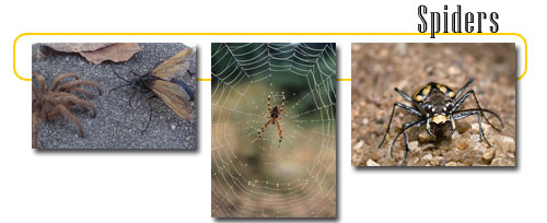 Pain-related spider species. Mygalomorph and araneomorph spiders are