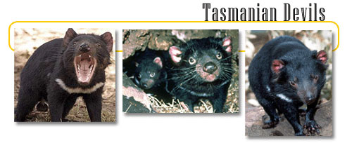 Tasmanian devils eating a rat 