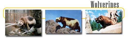 Wolverines - info and games Wolverines - info and games