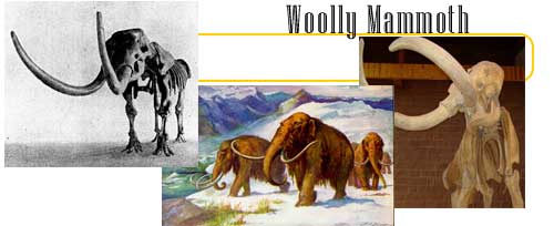 Woolly Mammoths - info and games