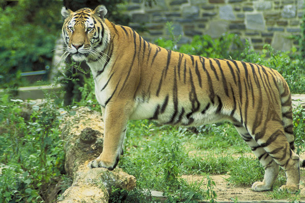 Tiger, Facts, Information, Pictures, & Habitat