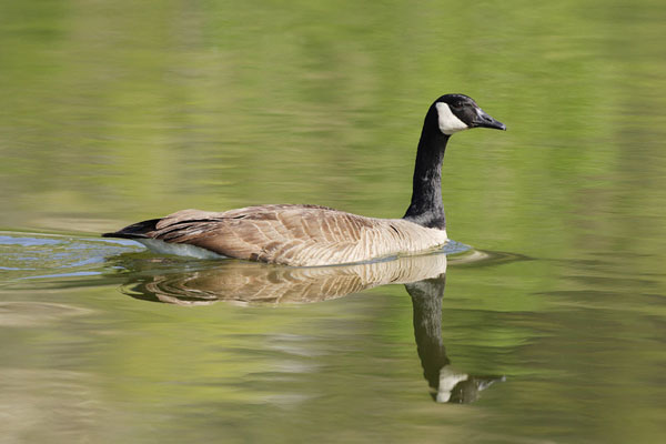 Unique Facts about Canada: Canadian Goose