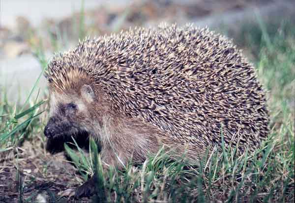 Unique Facts About Europe: Hedgehog