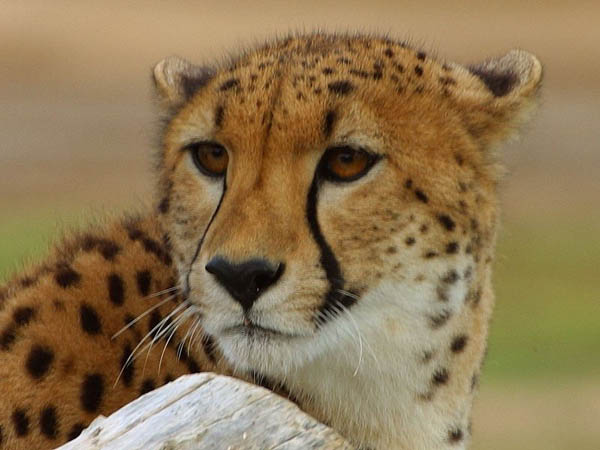 Unique Facts about the Middle East: Cheetah