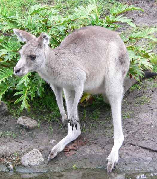 Unique Facts about Oceania: Kangaroo