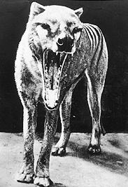 Facts About Tasmanian Tigers
