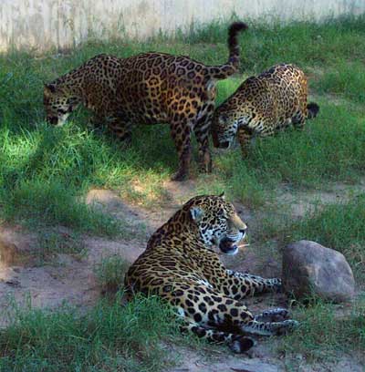 Unique Facts About South & Central America: : Jaguar Unique Facts About South & Central America: : Jaguar