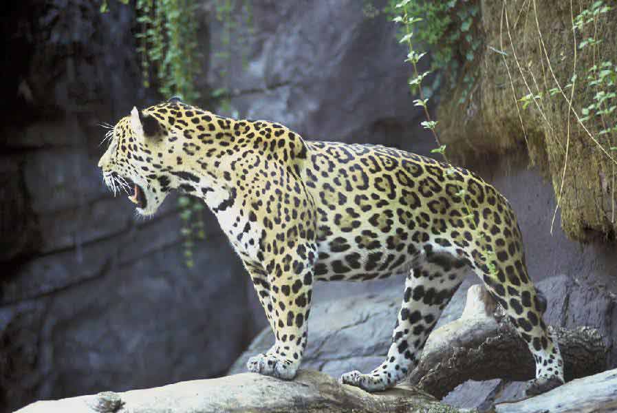 Unique Facts About South & Central America: : Jaguar Unique Facts About South & Central America: : Jaguar