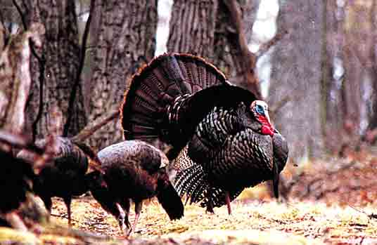 Wild Turkey Truths: It's A Fact!