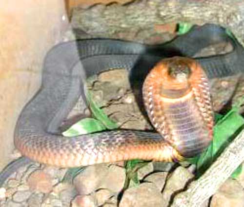 cobra1.jpg